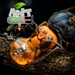 Ant Sim Tycoon MOD APK Free Purchase